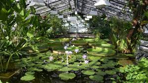 Das ranking basiert auf den faktoren kinderreichtum. Botanischer Garten Berlin Victoriahaus Wieder Geoffnet Gabot De