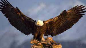 Want to discover art related to amerikaanse_zeearend? Amerikaanse Zeearend Hd Wallpaper Achtergrond 1920x1080