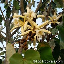 Image result for Pterospermum acerifolium