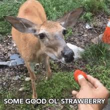 Last year when i visited the zoo, i came to know. Some Good Ol Strawberry Healthy Gif Somegoodolstrawberry Healthy Stayinshape Discover Share Gifs