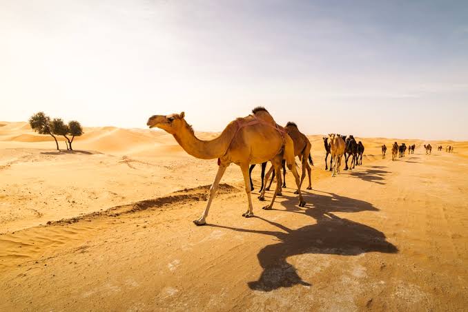 New Zayed National Museum Abu Dhabi Exhibition For Camels