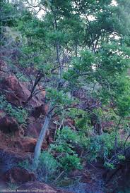 Image result for Steganotaenia