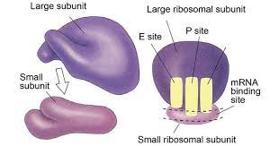 We did not find results for: Ribosomes Definition Structure Functions And Diagram