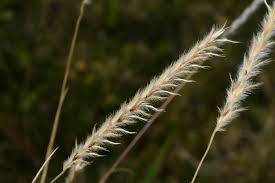 Image result for Elionurus