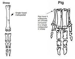 Big cat paw and leg tutorial. Animal Bone Identification Peterborough Archaeology