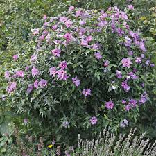 In dieser anleitung des gartenlexikons erfahren sie, wie sie den hibiskus schneiden. Hibiskus Pflege 5 Tipps Fur Die Perfekte Blutenpracht Mein Schoner Garten