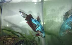Crowntail bettas are one of the most beautiful and aggressive freshwater fish. Crowntail Plakat Betta Vang Bettas