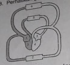 Peredaran darah ialah suatu proses berarti dalam penuhi kebutuhan oksigen badan. Urutan Peredaran Darah Kecil Adalah Cara Golden