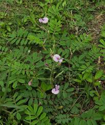 Image result for Tephrosia dasyphylla