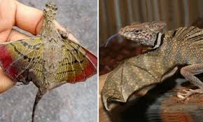 A huge dragon spews flames. Flying Dragons Survive And They Are A Real Wonder Of Nature Healthylifeboxx