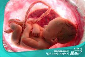 قلة حركة الجنين في الشهر السابع وأسبابها ترياق