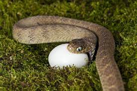 Egg Eating Snake Swallowing Egg Mike Raabe Jpg 900 600 Snake Eating Eggs Eggs