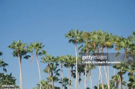 Image result for Roystonea oleracea