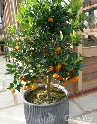 Usually, the growing media used in pots (which contains no actual soil) needs fertilizer because it is prone to run out of gas\\ as the tree consumes nutrients. Growing Citrus In Containers