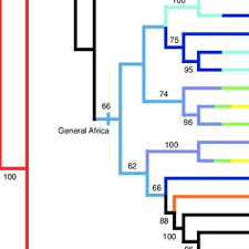 Image result for Macledium zeyheri