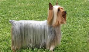 Start the test and look at the card with a picture of kitchen objects. Silky Terrier Dog Breed Information Australian Silky Terrier Silky Terrier Terrier Dog Breeds