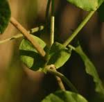 Image result for Pentarrhinum insipidum