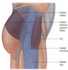 Glulteus Medius Activation Muscle Recruitment Gluteal Vs Tfl Activation Brian Schiff S Blog It Band Stretches It Band Hip Flexor
