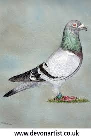 Pigeon In Watercolour Bird Art Bird Drawings Watercolor Bird