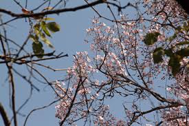 Image result for Stereospermum kunthianum