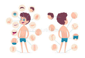 Male female anatomy diagrams male female anatomy diagrams. Boy Body Parts Stock Illustrations 810 Boy Body Parts Stock Illustrations Vectors Clipart Dreamstime