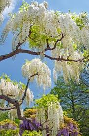 Regarder des films en ligne gratuitement. I Love Trees White Wisteria Beautiful Gardens Flowering Trees