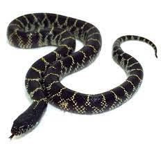 Axenthic Desert King Snake Desert King Snake Wildlife