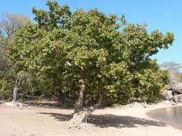 Image result for Ficus ingens