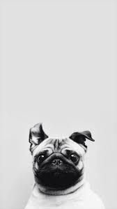 Download Pug Wallpaper By Dankandroid Now Browse Millions Of Popular Dog Wallpapers And Ringtones On Zedge An Dog Wallpaper Iphone Pug Wallpaper Dog Wallpaper