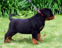 Looking for a quality rott, or dairy goat? Rottweiler Dogs Rottweiler Puppies And Rottweiler Semen
