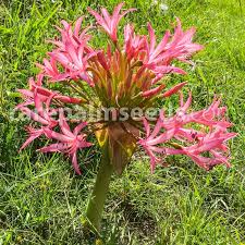 Image result for Brunsvigia