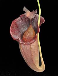 Image result for Nesaea spathulata