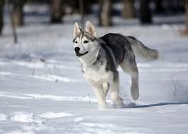 Husky chihuahua mix puppies are always born to a female husky, and might inherit any mix of traits from their parents. Chihuahua Husky Mix Do They Exist Do You Want One K9 Web