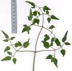 Image result for Anthonotha macrophylla