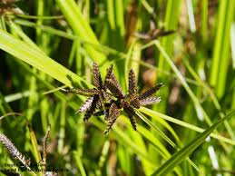 Image result for Cyperus sp. no. 1