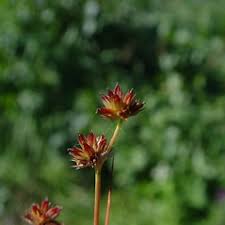 Image result for Juncus punctorius