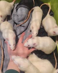 Profili për Atlantic Critters Rescue