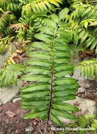 Image result for Stenochlaena