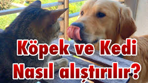 Kopek Ve Kedi Nasil Alistirilir Eglenceli Kedi Kopek Videolari Youtube