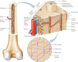 Add to favorites 0 favs. Http Tokaybiology Weebly Com Uploads 5 5 6 7 55670355 Bone Osseous Tissue Notes Pdf