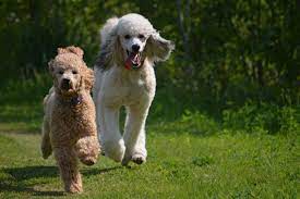 Pin by sandy thrasher on maybeline, standard parti poodle from www.pinterest.com. Standard Poodle Puppies For Sale From Reputable Dog Breeders