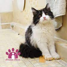 Kucing ini juga cenderung diam. Gambar Kucing Persia Warna Hitam Putih