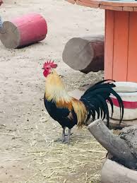 Check spelling or type a new query. Why Do Roosters Crow Reasons For Crowing