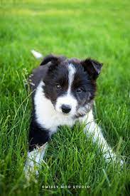 Puppy Olive Collie Puppies Border Collie Puppies Puppies