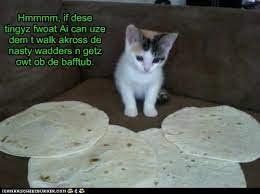 I Might Can Make These Work Funny Cats Funny Cat Pictures Cat Quotes