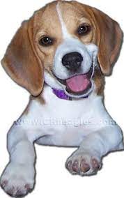 Beagles are attentive but never belligerent. Cr Beagles Home Beagle Puppies For Sale