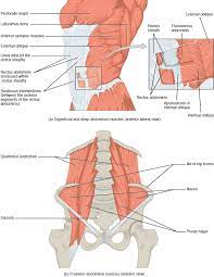 Laying of the.s hands on the patient to complete the spider diagram with the following words! Unit 15 Muscle Anatomy And Movement Douglas College Human Anatomy Physiology I 2nd Ed