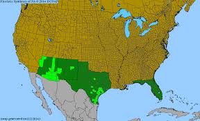 Image result for Trachypogon