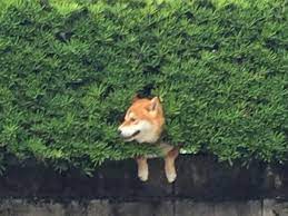 Shiba Inu dog snapped 'growing out of bush' 10ft up in the air - and  looking very relaxed - World News - Mirror Online