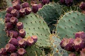 Prickly pears spread to other parts of a garden when their pads and seeds hitch a ride successful prickly pear cactus control involves aftercare of an area they previously infested. Ntspp 553 Big Dave S Crossword Blog